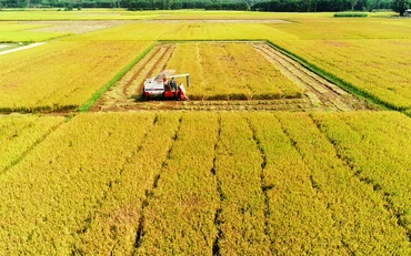 Thu hoạch lúa ở xã Bình Ðào, huyện Thăng Bình, tỉnh Quảng Nam. (Ảnh TUẤN TRẦN)