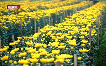 Làng hoa Tây Tựu