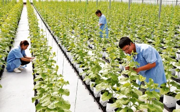 Mô hình sản xuất dưa lưới trong nhà kính công nghệ cao tại huyện Lý Nhân (Hà Nam).