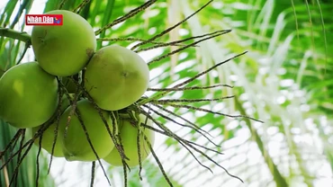 Về Hậu Giang du lịch miệt vườn