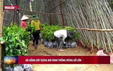 Đà Nẵng xây dựng mô hình trồng rừng gỗ lớn