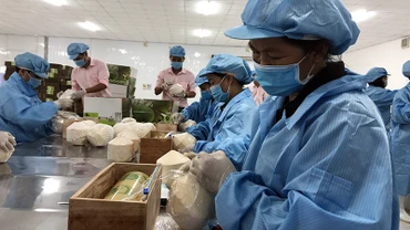 Sơ chế dừa tươi phục vụ xuất khẩu tại tỉnh Bến Tre. (Ảnh TRUNG LÊ)