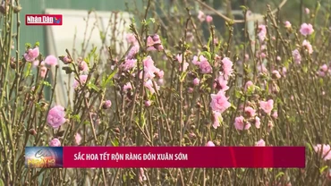 Sắc hoa Tết rộn ràng đón Xuân sớm
