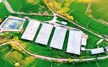 Nhà xưởng chế biến chè được xây dựng trên đất nông nghiệp thuộc vùng nguyên liệu chè huyện Anh Sơn, tỉnh Nghệ An. Ảnh: QUANG DŨNG