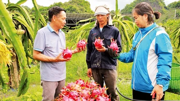 Sản phẩm thanh long của Sơn La đã xuất khẩu sang thị trường Nga, Ba Lan, Séc, Pháp, Hà Lan, Ấn Ðộ…