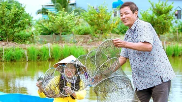 Thu hoạch tôm sú dưới cánh đồng tôm-lúa của nông dân huyện Thới Bình.