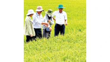 Cán bộ ngành nông nghiệp tỉnh Sóc Trăng hướng dẫn nông dân chăm sóc lúa chất lượng cao. 