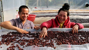  Xã viên Hợp tác xã Aratay Coffee (xã Chiềng Chung, huyện Mai Sơn, tỉnh Sơn La) sàng lọc hạt cà-phê.