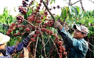 Thu hoạch cà-phê. Ảnh: TTXVN