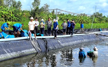 Nông hộ thực hiện mô hình điểm theo công nghệ nuôi tôm không xả thải tại xã Hưng Mỹ, huyện Cái Nước.