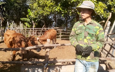 Anh Giàng A Hồng, ở bản Huổi Un, xã Mường Pồn, huyện Điện Biên, bên cặp bò mới được cấp.