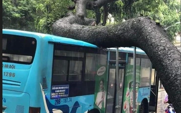 Cây xanh trên phố Tăng Bạt Hổ (quận Hai Bà Trưng, Hà Nội) bị bật gốc, đè vào xe buýt trong ngày 5/8.