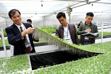 Mô hình nhân giống khoai tây sạch bệnh tại Viện Sinh học nông nghiệp, Học viện Nông nghiệp Việt Nam. Ảnh: Anh Sơn