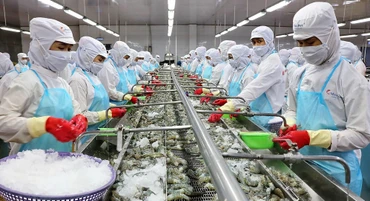 Xuất khẩu tôm năm 2022 dự kiến đạt mức 4,3 tỷ USD. Ảnh: TTXVN 