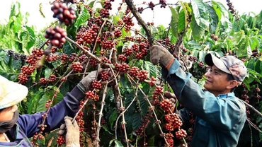 Thị trường hàng hóa biến động mạnh trong tuần cuối cùng của quý II