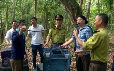 Ban quản lý Vườn quốc gia Phong Nha-Kẻ Bàng (Quảng Bình) phối hợp các đơn vị tổ chức thả gần 200 cá thể động vật hoang dã sau cứu hộ về môi trường tự nhiên. (Ảnh NGỌC HẢI)