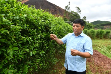 Kiến tạo chuỗi giá trị bền vững cho cây dược liệu trên đất rừng Đông Bắc