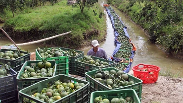 Nông dân huyện Trà Ôn thu hoạch cam sành.