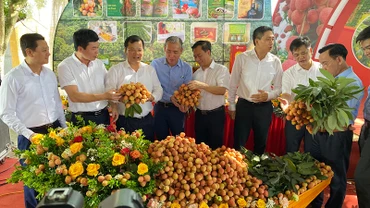 Đại biểu dự hội nghị tham quan gian trưng bày vải thiều chín sớm.