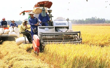 Cánh đồng lúa gạo đặc sản của Hợp tác xã nông nghiệp Buôn Choáh.