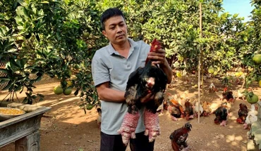 Trang trại của anh Lê Văn Thắng, xã Đông Tảo, huyện Khoái Châu, tỉnh Hưng Yên chăn nuôi gà Đông Tảo theo quy trình Vietgap. 
