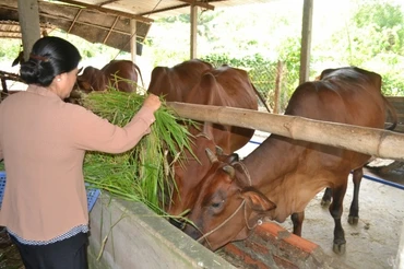 Chăn nuôi bò thịt tại huyện Củ Chi (TP Hồ Chí Minh). Ảnh: nongnghiep.vn