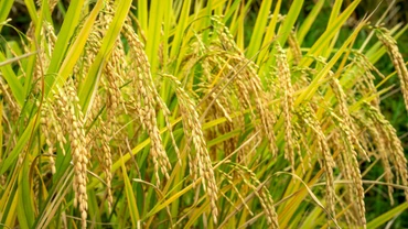 Lúa gạo Việt Nam