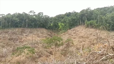 Không chỉ vi phạm về nguyên tắc tài chính, thời gian qua nhiều diện tích rừng do công ty TNHH MTV Lâm nghiệp Kông H' de quản lý cũng bị chặt phá nặng nề.