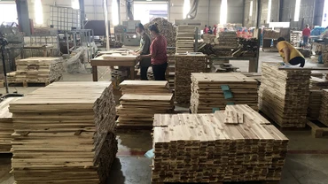 Sản xuất gỗ rừng trồng xuất khẩu tại Công ty TNHH Hoàng Minh (Bình Dương).