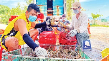 Người nuôi tôm xã Xuân Thịnh, thị xã Sông Cầu, Phú Yên đang thu hoạch tôm hùm.