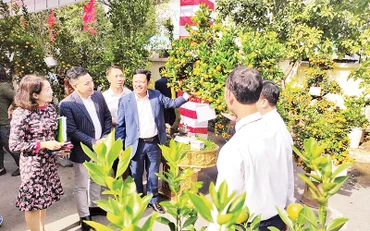 Ban Giám khảo trao đổi, thảo luận để tìm ra những tác phẩm xuất sắc trong Hội thi quất cảnh truyền thống Hà Nội 2024.