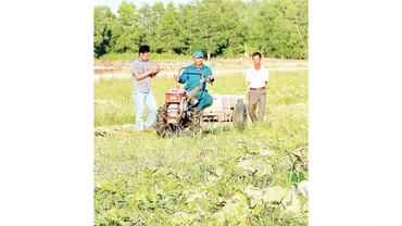 Nông dân vùng ngọt huyện Trần Văn Thời được khuyến cáo trồng rau màu thay vì trồng lúa vụ 3.