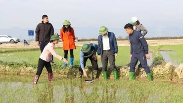 Lãnh đạo Sở Nông nghiệp và Môi trường tỉnh Ðiện Biên cùng nông dân huyện Ðiện Biên kiểm tra tiến độ sinh trưởng của cây lúa trồng theo mô hình thí điểm canh tác thông minh, giảm phát thải nhà kính.