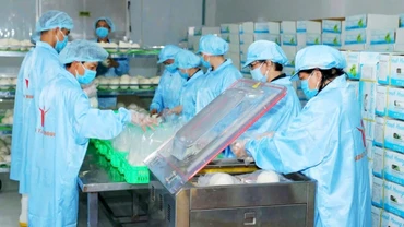 Ðóng gói dừa tươi xuất khẩu tại Công ty Vina T&T Group. (Ảnh MINH HÀ)