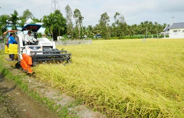 Thu hoạch lúa ST25 tại Sóc Trăng.