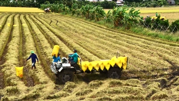 Thu hoạch lúa tại tỉnh An Giang.