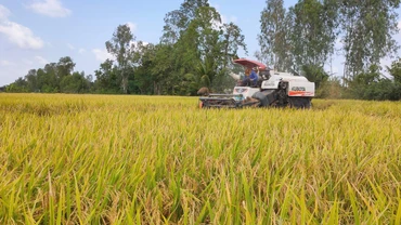 Xứ sở hạt gạo “ngon nhất thế giới”