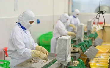 Chế biến thủy sản xuất khẩu ở Công ty cổ phần Thủy sản Cafatex (Hậu Giang). (Ảnh TRẦN QUỐC)