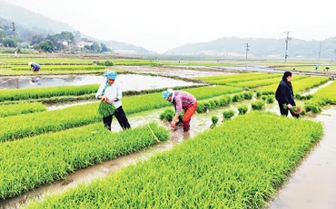 Nông dân một số địa phương gieo mạ sớm tiến hành cấy lúa xuân. (Ảnh VIẾT VINH)