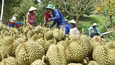 Nhờ chuyển đổi sang trồng sầu riêng, nhiều nông dân ở Tiền Giang đã vươn lên làm giàu.