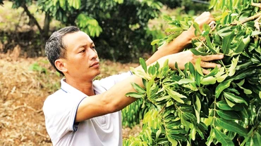Ông Lường Văn Mười, một trong 63 nông dân xuất sắc Việt Nam năm 2024, ở xã Chiềng Khoong, tỉnh Sơn La, trồng nhãn thoát nghèo. (Ảnh QUỐC TUẤN)