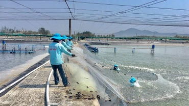 Thu hoạch tôm nuôi công nghệ cao tại Công ty TNHH thủy sản Đắc Lộc (Phú Yên).
