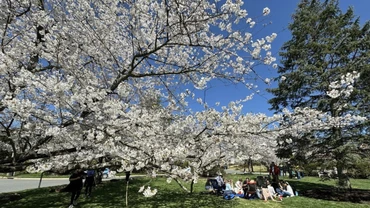 Làng hoa anh đào Kenwood ở thủ đô Washington D.C. thu hút đông đảo khách du lịch trên thế giới đến thưởng ngoạn. (Ảnh: TTXVN)