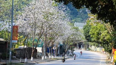 Hoa ban bung nở trên tuyến phố dẫn vào trung tâm thành phố Điện Biên Phủ. 