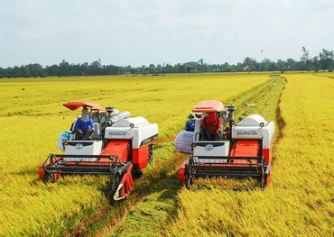 Thu hoạch lúa ở Đồng bằng sông Cửu Long.