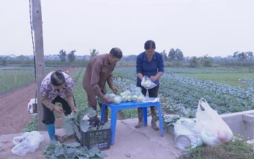 Thu hoạch rau ở Hợp tác xã Phù Vân, thành phố Phủ Lý (Hà Nam).