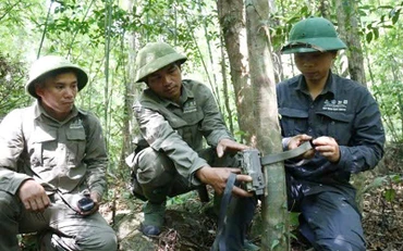 Cán bộ Khu Bảo tồn thiên nhiên Bắc Hướng Hóa đặt bẫy ảnh theo dõi dấu vết gấu ngựa. (Ảnh Khu bảo tồn cung cấp)