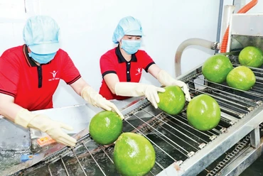 Trái cây tiếp tục đạt kim ngạch xuất khẩu cao trong quý I/2023. (Ảnh MINH HÀ)
