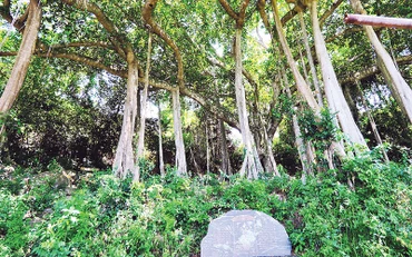 Cây đa di sản Sơn Trà.