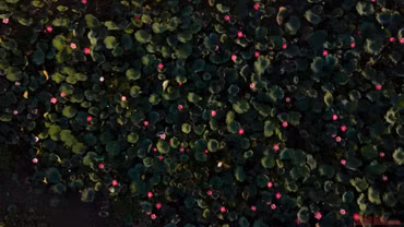 Văn hóa còn thì dân tộc còn